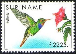 Rufous-throated Sapphire (Hylocharis sapphirina)