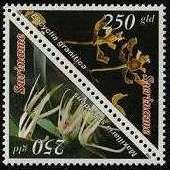 Encyclia granitica