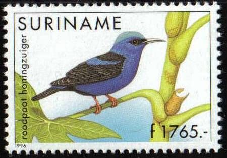 Red-legged Honeycreeper (Cyanerpes cyaneus)