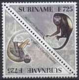 Guianan Squirrel Monkey (Saimiri sciureus sciureus)