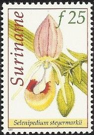 Selenipedium steyermarkii