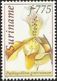 Paphiopedilum gratrixianum
