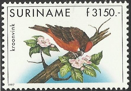 Red-crested Finch (Coryphospingus cucullatus)