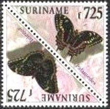 Common Morpho (Morpho helenor)