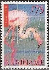 American Flamingo (Phoenicopterus ruber)