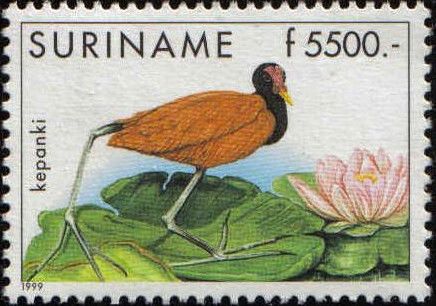 Wattled Jacana (Jacana jacana)
