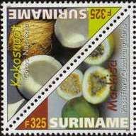 Kocosnoot or Coconut (Cocos nucifera)