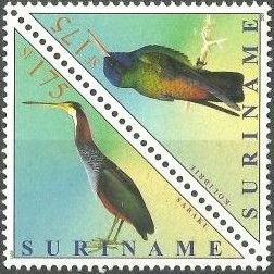 White-chinned Sapphire (Chlorestes cyanus)