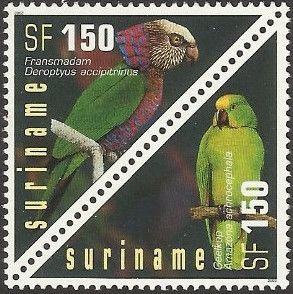 Red-fan Parrot (Deroptyus accipitrinus)