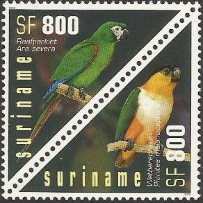 Chestnut-fronted Macaw (Ara severa)