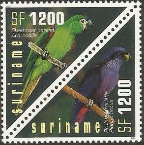 Dusky Parrot (Pionus fuscus)