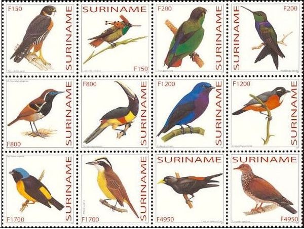 Rose-breasted Chat (Granatellus pelzelni)