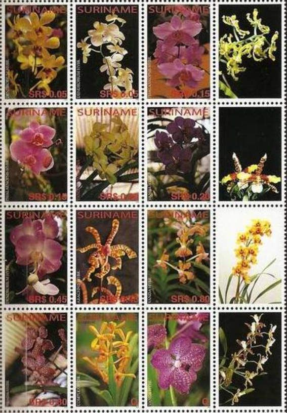 Orchids