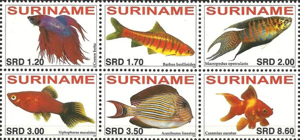 African Banded Barb (Barbus barilioides)