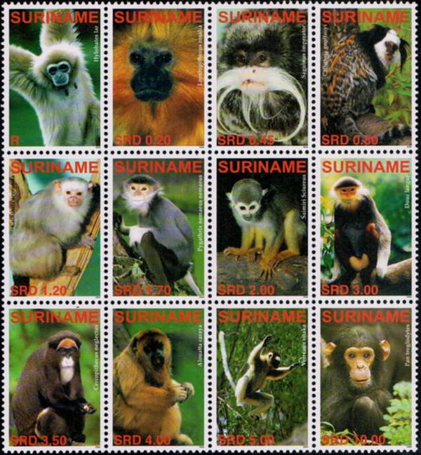 Apes and Monkeys