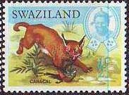 Caracal (Caracal caracal)