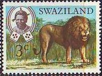 Lion (Panthera leo)