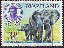 African Elephant (Loxodonta africana)