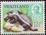Honey Badger (Mellivora capensis)