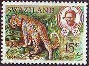 Leopard (Panthera pardus)