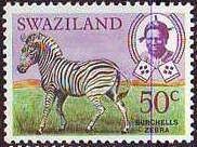 Burchell's Zebra (Equus burchelli)