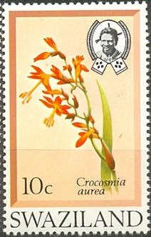 Crocosmia aurea