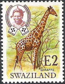 Giraffe (Giraffa camelopardalis)
