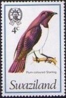Violet-backed Starling (Cinnyricinclus leucogaster)