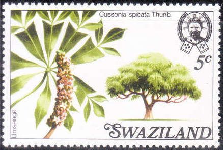 Spiked Cabbage Tree (Cussonia spicata)