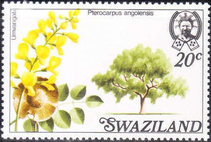 African Teak (Pterocarpus angolensis)