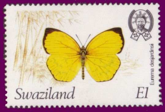 Green-banded Swallowtail (Papilio nireus)