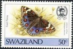 Blue Eyed Pansy (Junonia orithya ssp. madagascariensis)
