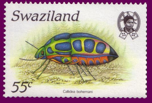 Callidea bohemani