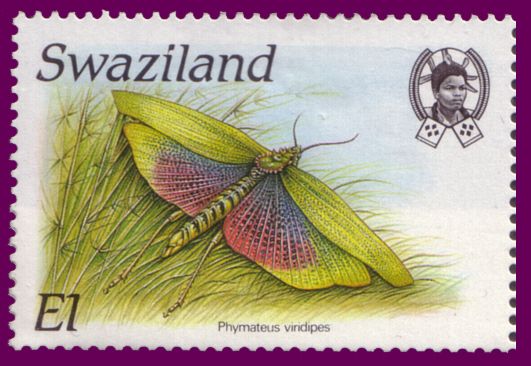Red Locust (Nomadacris septemfasciata)