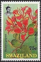 Lusololo (Bauhinia galpinii)