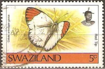 Red Tip (Colotis antevippe ssp. gavisa)