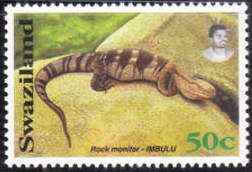 Rock Monitor (Varanus albigularis)