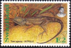 Southern Tree Agama (Acanthocercus atricollis)