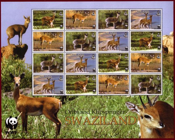 Oribi (Ourebia ourebi), Klipspringer (Oreotragus oreotragus)