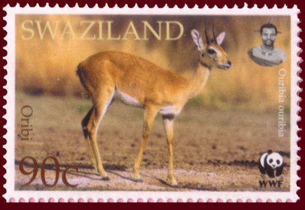 Oribi (Ourebia ourebi)