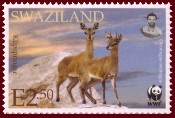 Klipspringer (Oreotragus oreotragus)