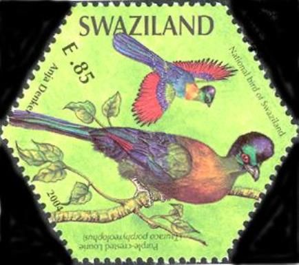Purple-crested Turaco (Tauraco porphyreolophus)