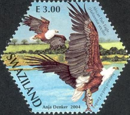 African Fish Eagle (Haliaeetus vocifer)