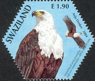 African Fish Eagle (Haliaeetus vocifer)