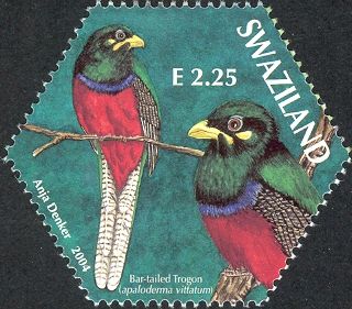 Bar-tailed Trogon (Apaloderma vittatum)