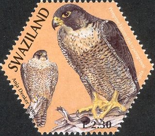 Peregrine Falcon (Falco peregrinus)