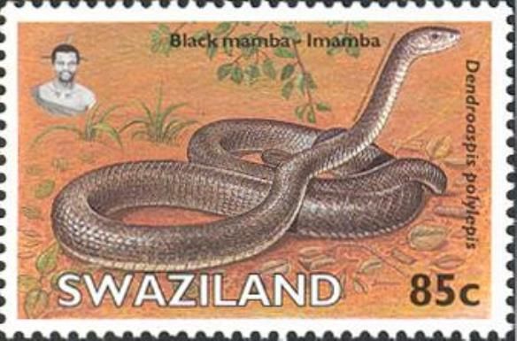 Black Mamba (Dendroaspis polylepis)