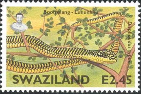 Boomslang (Dispholidus typus typus)