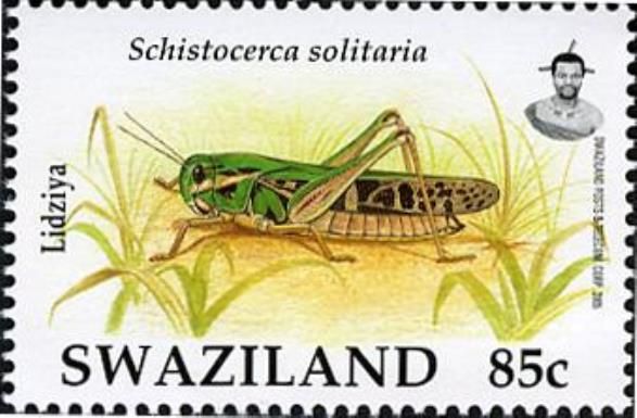 Desert Locust (Schistocerca solitaria)