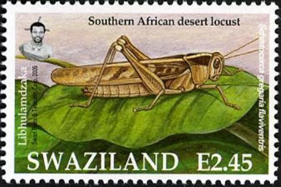 Southern African Desert Locust (Schistocerca gregaria flaviv